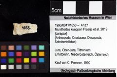 Foto (Objket + Etiketten) von Goniodromites bidentatus (Reuss, 1858) 
